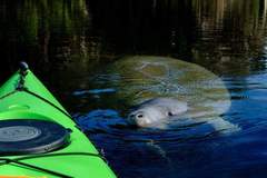 Create Listing: Manatee Encounter Kayak Tours