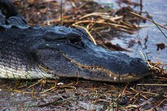 Create Listing: 2 Hour Airboat Adventure