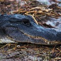 Create Listing: 2 Hour Airboat Adventure