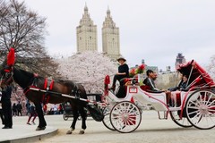 Create Listing: Standard Central Park Horse Carriage Ride