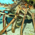 Create Listing: Lobster Charter - Up to 6 People