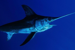 Create Listing: Swordfish Charter - 10 Hour Duration