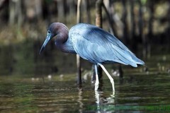 Create Listing: Private Photo Safari - 2.5 hrs
