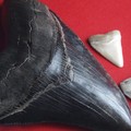 Create Listing: Venice Shark's Teeth Tour (Includes a bite!)- 3.5hrs