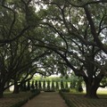 Create Listing: Oak Alley Plantation + Swamp Tour • Small Airboat- 7.5hrs