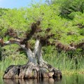 Create Listing: Lake Norris Trail Hike - 5hours