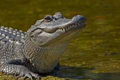 Create Listing: Airboat Swamp Tour - 3.5hrs