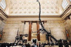 Create Listing: American Museum of Natural History Guided Tour - Private