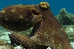 Create Listing: Scuba Diver Certification - 1day