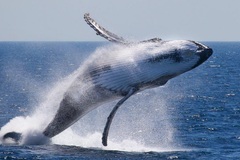 Create Listing: Whale & Dolphin Watching