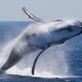 Create Listing: Whale & Dolphin Watching